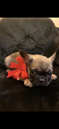 Französische Bulldoggen