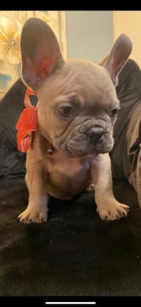 Französische Bulldoggen