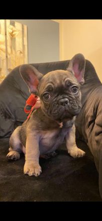 Französische Bulldoggen