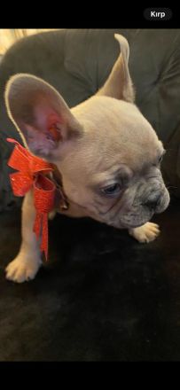 Französische Bulldoggen