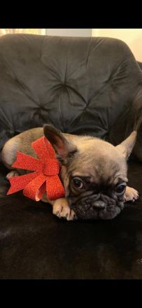 Französische Bulldoggen