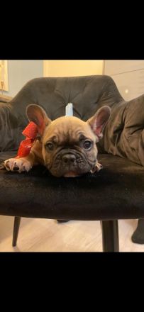 Französische Bulldoggen