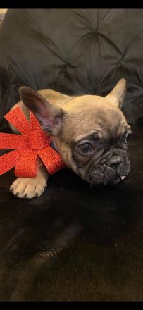 Französische Bulldoggen