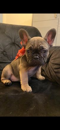 Französische Bulldoggen