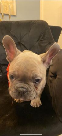 Französische Bulldoggen