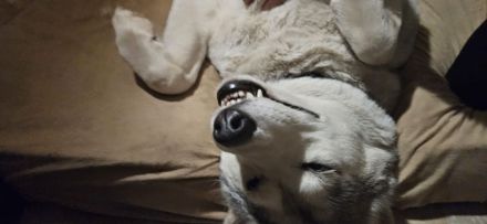 Welpen suchen liebevolle zuHause