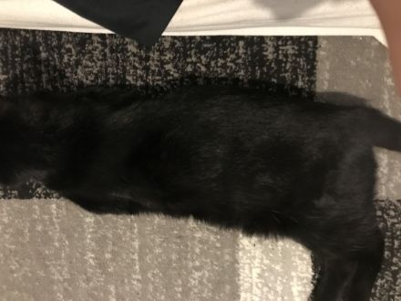 Europäisch kurzhaar