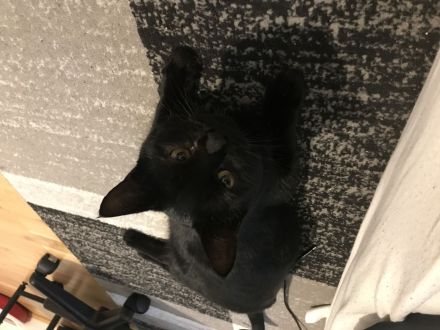 Europäisch kurzhaar