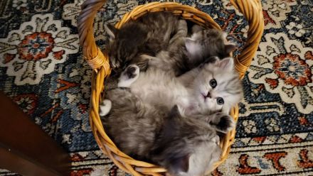 Kätzchen für neues Haus verfügbar