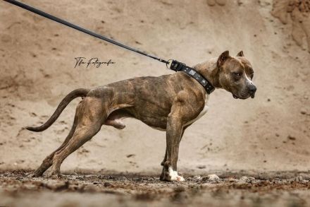 American Bully XL Deckrüde von IRONCROSS STALEFISH