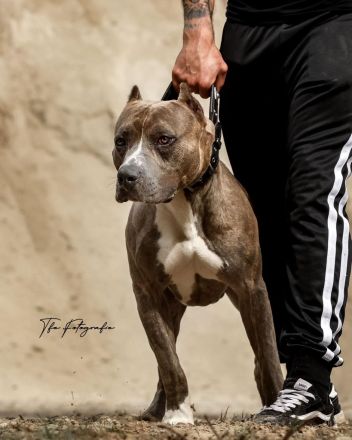 American Bully XL Deckrüde von IRONCROSS STALEFISH