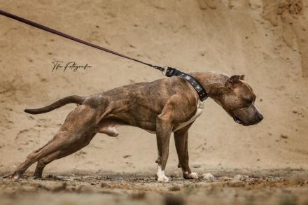 American Bully XL Deckrüde von IRONCROSS STALEFISH