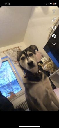 Sibirischer Husky Welpe 6 Monate alt