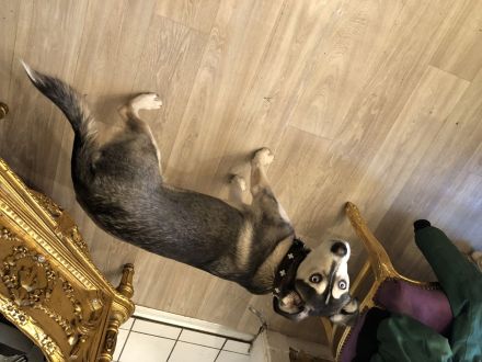 Sibirischer Husky Welpe 6 Monate alt