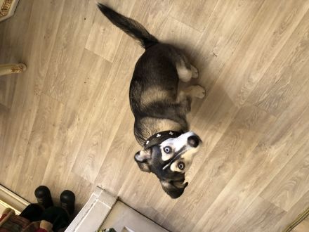 Sibirischer Husky Welpe 6 Monate alt