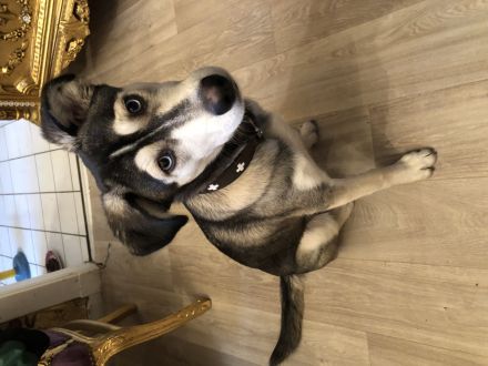 Sibirischer Husky Welpe 6 Monate alt