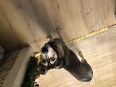 Sibirischer Husky Welpe 6 Monate alt