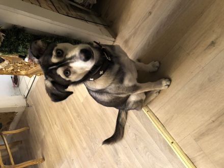 Sibirischer Husky Welpe 6 Monate alt