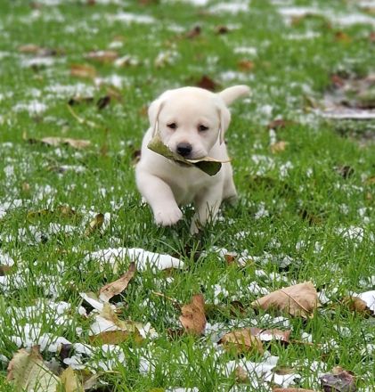 ** Labrador Welpen aus Hausaufzucht **