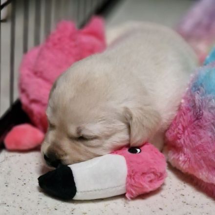 ** Labrador Welpen aus Hausaufzucht **