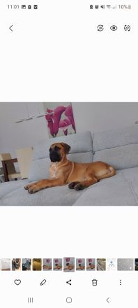 Cane Corso Hündin 22 Wochen alt