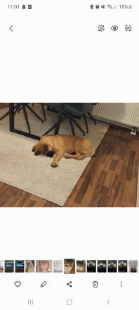 Cane Corso Hündin 22 Wochen alt