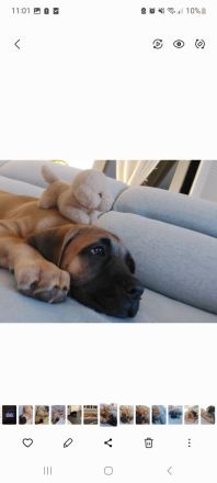 Cane Corso Hündin 22 Wochen alt