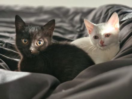 14 Wochen alte Katzen Babys suchen ein liebevolles Zuhause.