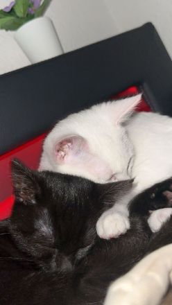 14 Wochen alte Katzen Babys suchen ein liebevolles Zuhause.