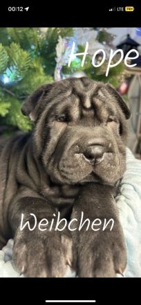 8 Welpen Shar pei