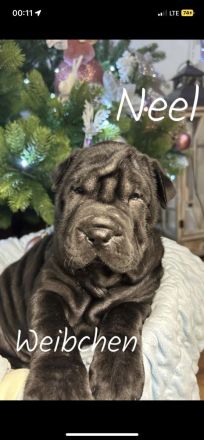 8 Welpen Shar pei