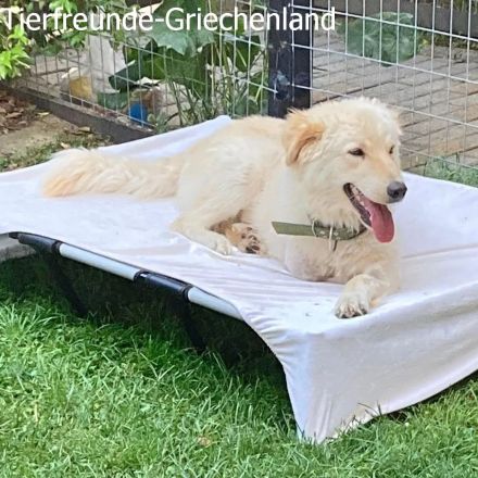 Snow unser Notfellchen