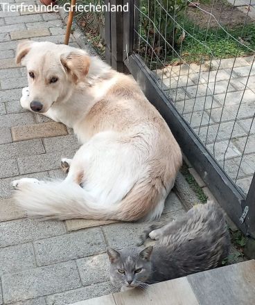 Snow unser Notfellchen