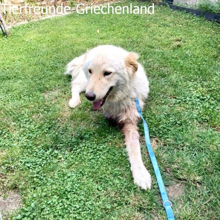 Snow unser Notfellchen