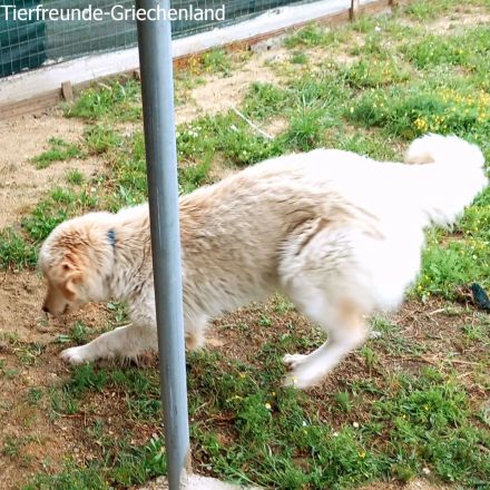 Snow unser Notfellchen