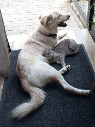 Snow unser Notfellchen