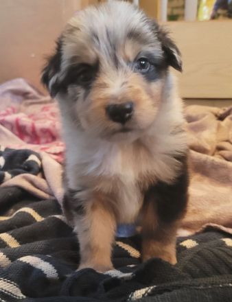 Australien Shephard welpen