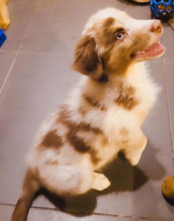 Australien Shephard welpen