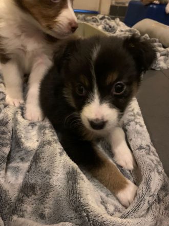 Australien Shephard welpen