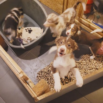 Australien Shephard welpen