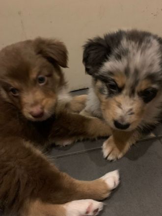 Australien Shephard welpen