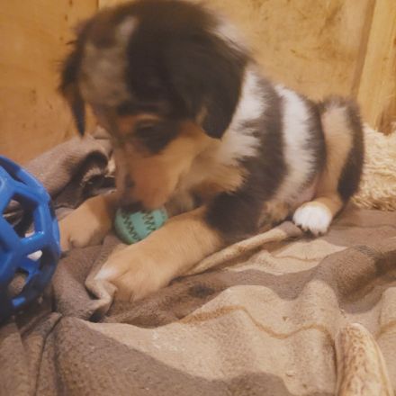 Australien Shephard welpen