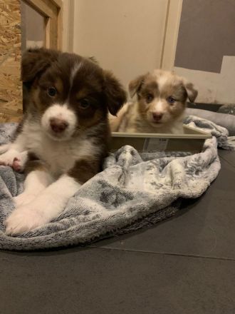 Australien Shephard welpen