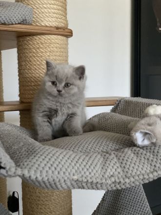 Bkh Kitten mit Stammbaum Champions Vorfahren