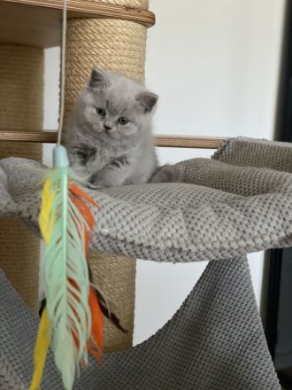 Bkh Kitten mit Stammbaum Champions Vorfahren