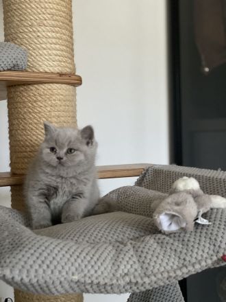 Bkh Kitten mit Stammbaum Champions Vorfahren