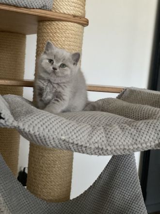 Bkh Kitten mit Stammbaum Champions Vorfahren