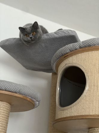 Bkh Kitten mit Stammbaum Champions Vorfahren