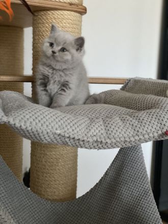 Bkh Kitten mit Stammbaum Champions Vorfahren