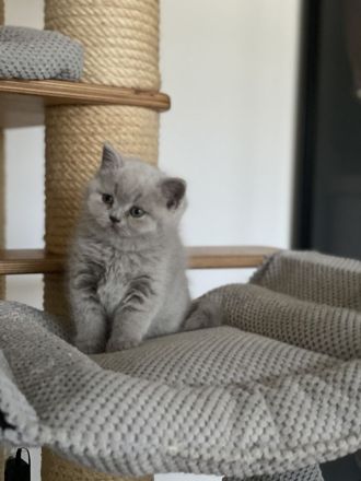 Bkh Kitten mit Stammbaum Champions Vorfahren